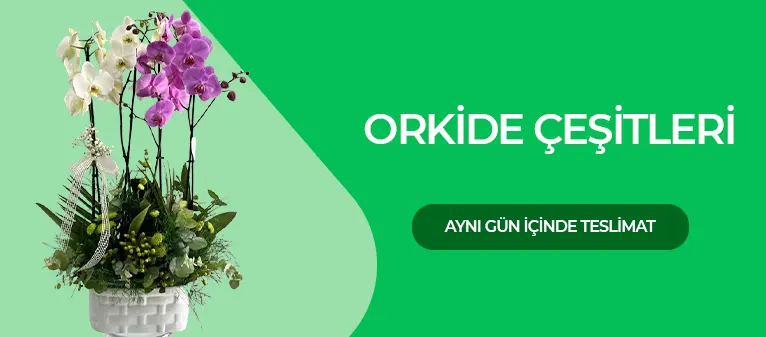 Orkide Fiyatları İzmir