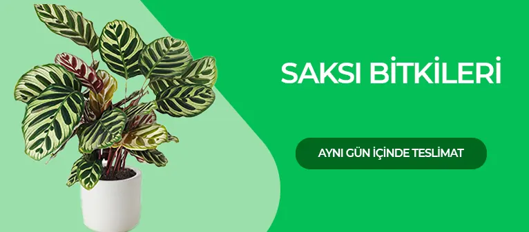 Saksı Çiçekleri