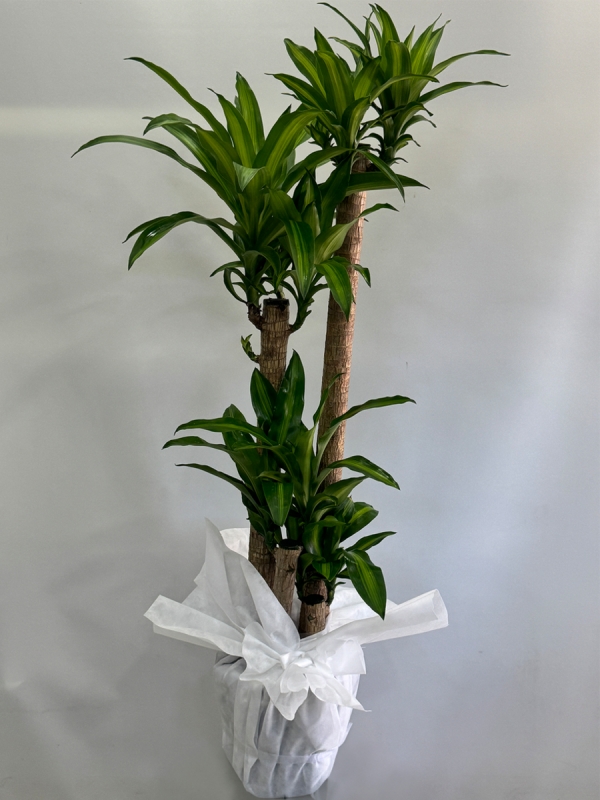 4 Dallı Dracena Massengena